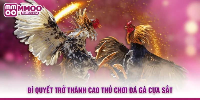 Đá Gà Cựa Sắt - Đấu Trường Trực Tiếp Kịch Tính Và Đẳng Cấp 4 Bí quyết trở thành cao thủ chơi đá gà cựa sắt